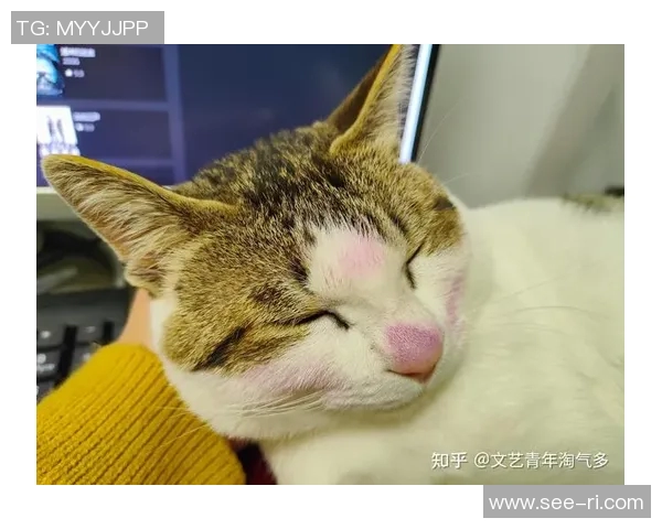 养猫的足球明星究竟是谁他与爱猫的故事让人感动不已